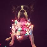 Bert ❤️ - @bert_the_frenchie - Instagram