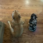 Bert & Erma - The Frenchies - @bert_and_erma_thefrenchies - Instagram