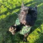 Bert - @frenchie_called_bert - Instagram
