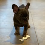Bert the french bulldog - @bert_the_frenchies_world - Instagram