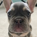 Bert The Frenchie - @frenchiebertfanclub - Instagram