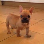 Bert The Frenchie 🐾 - @bertie_le_frenchie - Instagram