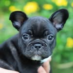 Bertie - @bert_the_frenchie_ - Instagram