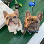 FRENCHIES | BERT & ERNIE - @bertanderniethefrenchies - Instagram