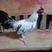 Bert Garcia - Facebook