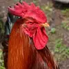 bertGary Peachey - @bertgary.peachey - TikTok