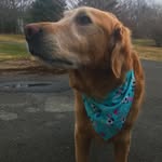 Bertram - @bertgoldenretriever - Instagram
