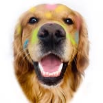 Dis Bert. - @golden.bertstagram - Instagram