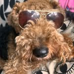 Bert jackson - @flirtybertiewelshie - Instagram