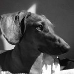 BERT JAMES - @bertdachs - Instagram