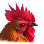 Bert Larson - @bertchicken - Instagram