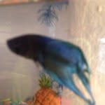 Bailey Rose+Little Blue Betty - @the_dezinna_fish - Instagram