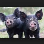 Bert Sampson - @thepageantpig - Instagram