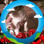 Bert Sheppard - @bert.sheppard.12345 - Instagram