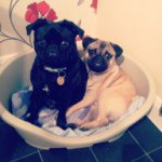 Bert And Stanley - @bertandstan - Instagram
