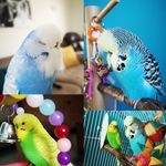 Ernie, Bert and Stanley - @erniethebudgie18 - Instagram