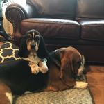Stanley and Bert B Hound - @stanley_and_bert_b_hound - Instagram