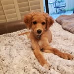 Vinny Bert Stern - @vinnythecavapoochon - Instagram