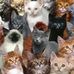 Bert Schaub - Facebook