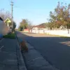 Toma Bertea - @tomabertea123 - TikTok