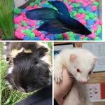 Bert, Tucker, Mr. Loo, Winston - @albert_street_pets - Instagram