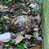 🐢Albert🐢 - @alberttheturtle - TikTok