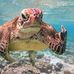 Bertie Turtle - Facebook