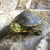 Bert.The.Turtle - @bert.the.tiny.turtle - TikTok