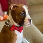 Bert Valdez - @bert_the_boxer_ - Instagram