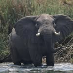 Bert Vogel - @vogelbwc - Instagram