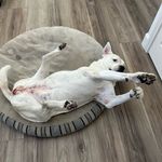 Bert Wells - @american_bulldog1 - Instagram