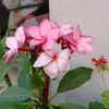 Berta aleman - @berta.aleman12 - TikTok