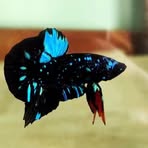 Betta Farmer - Facebook