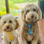 Bert and Finley Therapydoods - @bert.and.finley.therapydoods - Instagram