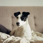 Berta - @foxiberta - Instagram