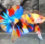 Betta Foxz - Facebook
