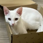 Franciska Berta - @bertafranciska - Instagram