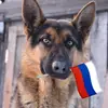 Когда откроют тт ждите нв)) - @graff_berta_dog_vlog - TikTok