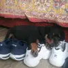 Мои питомцы 🐱🐶 - @graf_berta_ket - TikTok