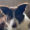 Peter the Collie - @roberta.greer - TikTok