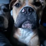 Berta roy - @berta_patato_bully - Instagram