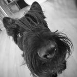 Berta the Scottish Lady - @berta_the_scottish_lady - Instagram