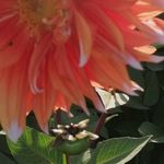 Berta Stone - @berta_allotment - Instagram