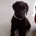 loki 🐶🐶🐶 - @berta_garcia_valero - Instagram