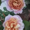 Berta Valle359 - @bertavalle359 - TikTok