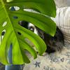 bertaverde - @bertaverdeplants - TikTok