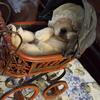 BestFriendsServiceDogTrainer - @diabeticalertdogtrainer - TikTok