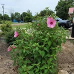 Bertha Allison - Facebook