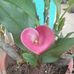 Bertha Badillo - Facebook