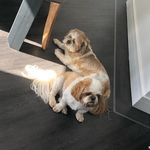 Bertha And Bailey - @bertha_and_bailey - Instagram